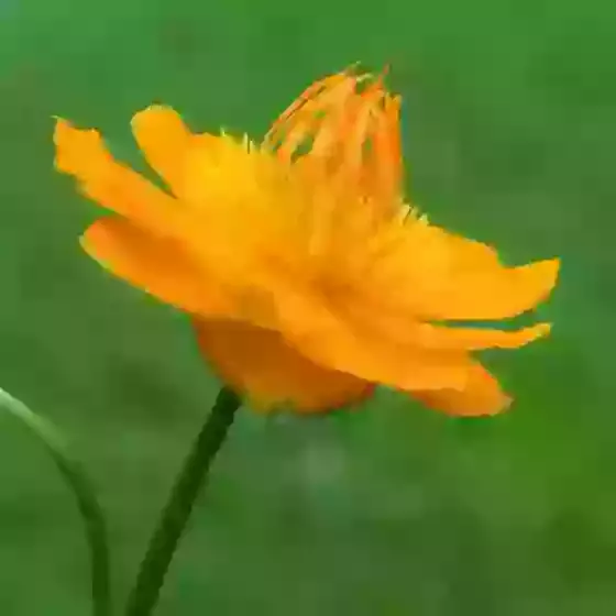 Trollius chinensis 'Golden Queen' Globeflower